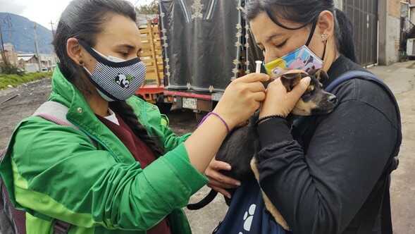 Profesional ambiental valora a un perro