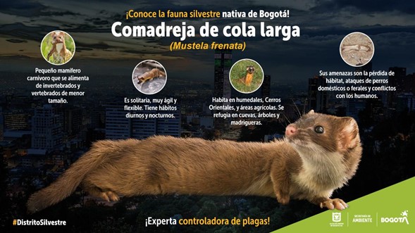 Ficha gráfica sobre las características de la comadreja