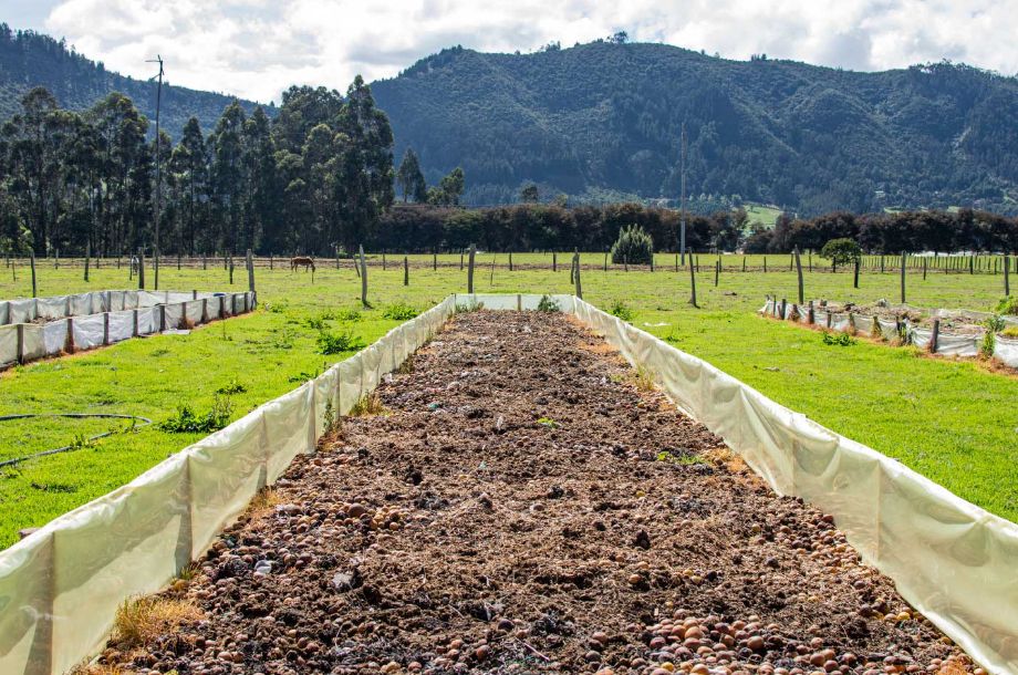 Foto: cortesía de Más Compost, Menos Basura. El compostaje permite convertir los restos de comida en abono para aportar nutrientes a la tierra y disminuir la contaminación.