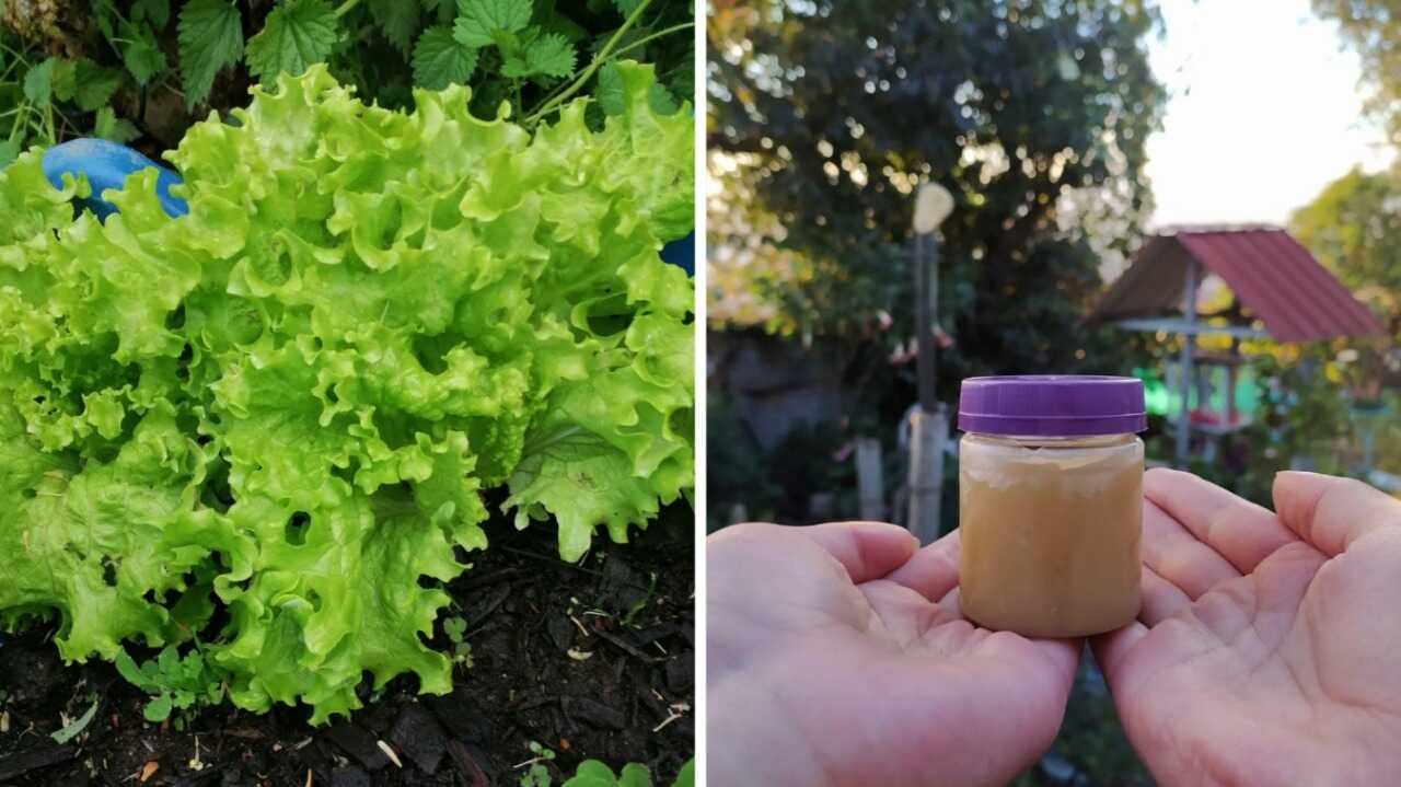  En la huerta comunitaria se produce todo tipo de hortalizas y aromáticas. Además, se elabora un ungüento para sanar las heridas. 