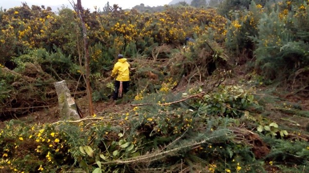 Colaborador entidad ambiental cuida el ecosistema