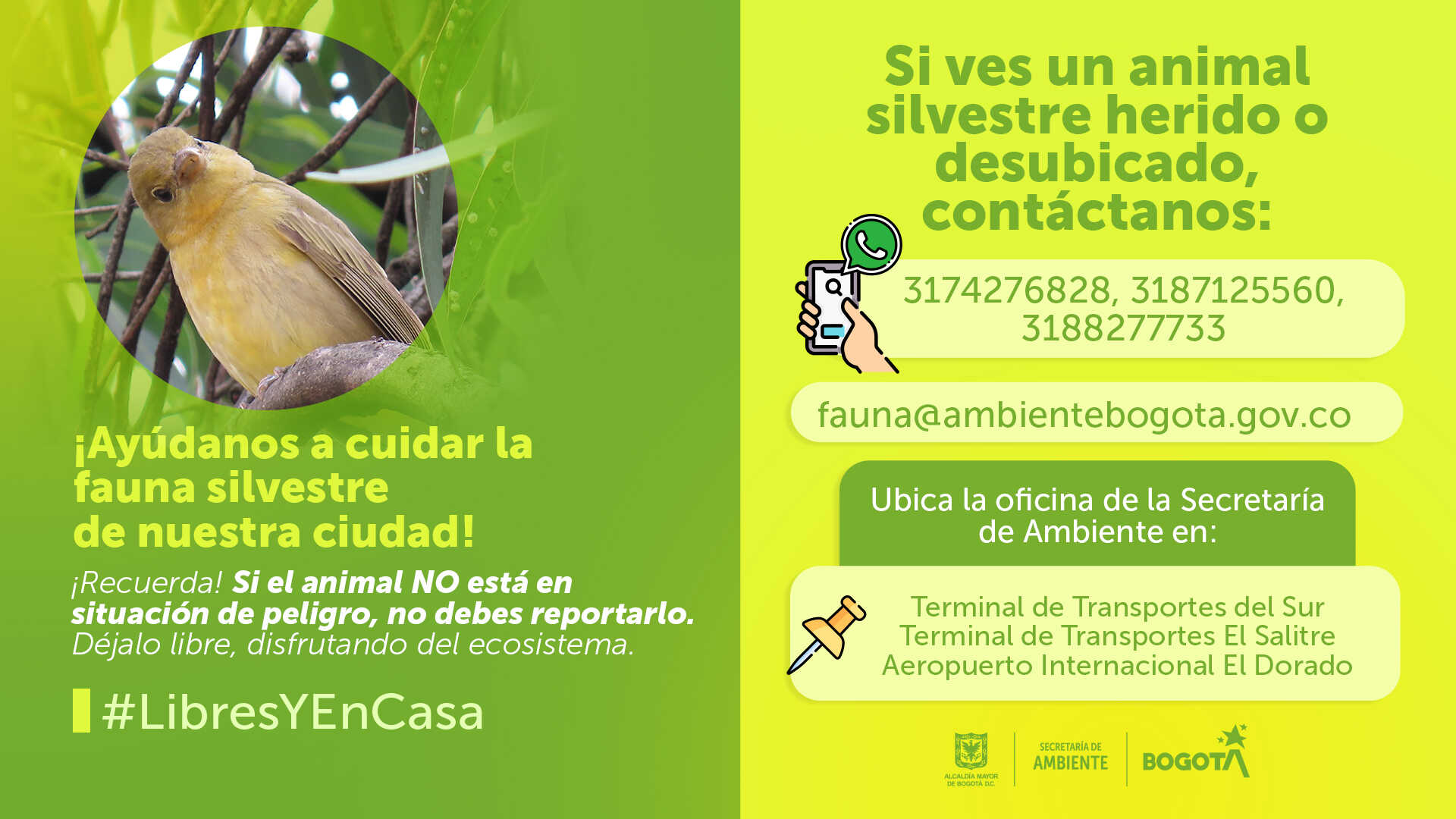 Si ves un animal silvestre herido o desubicado