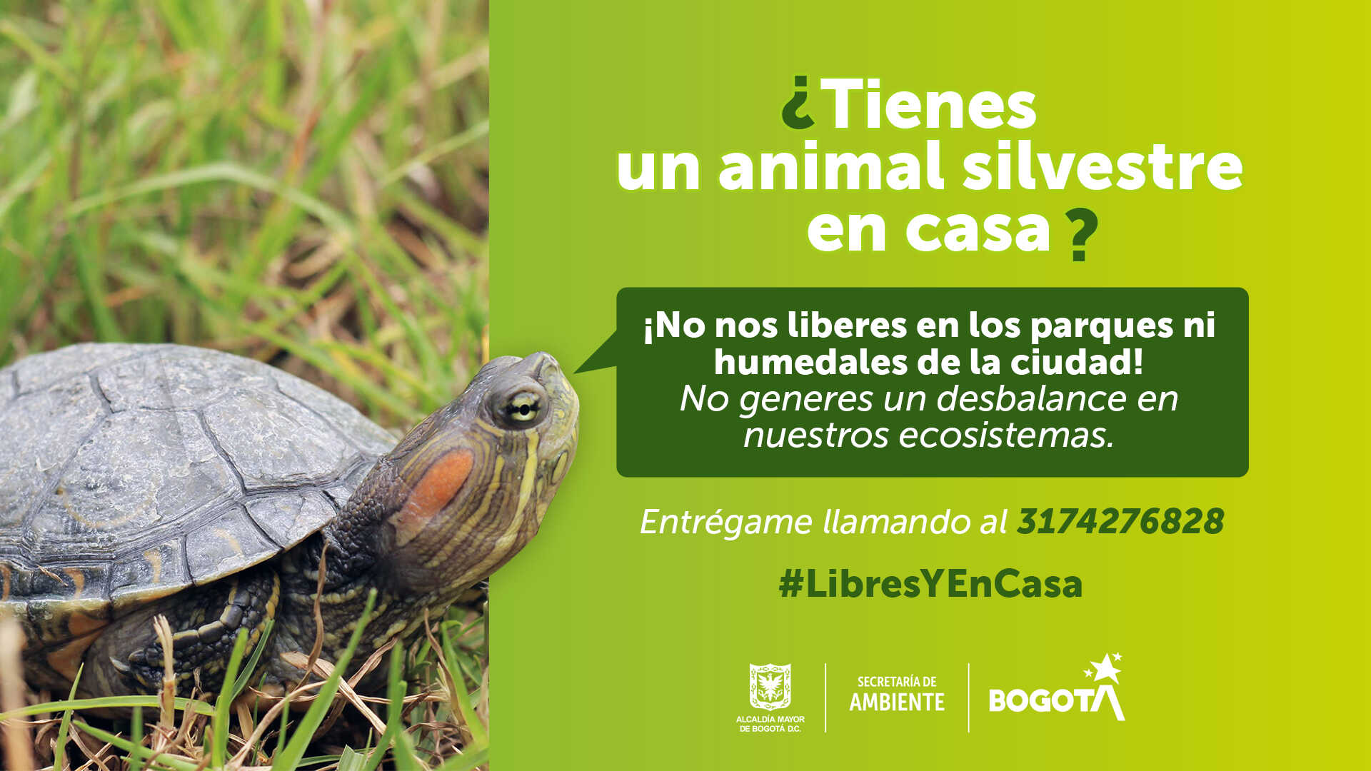 Tortugas libesyencasa