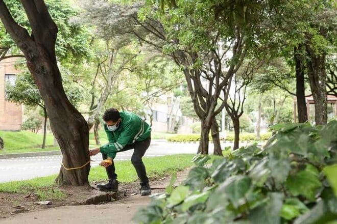 Árboles en Bogotá