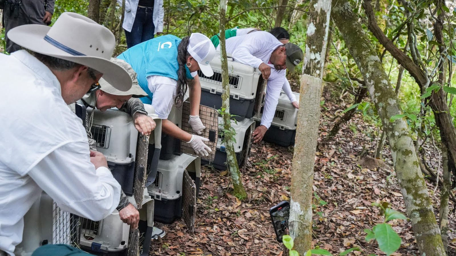 Secretaría de Ambiente de Bogotá libera en reserva Yurumí, en Meta