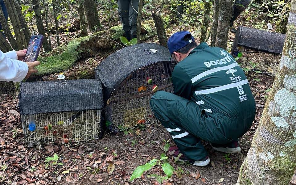 Liberados animales silvestres extraídos de su hábitat por redes de tráfico