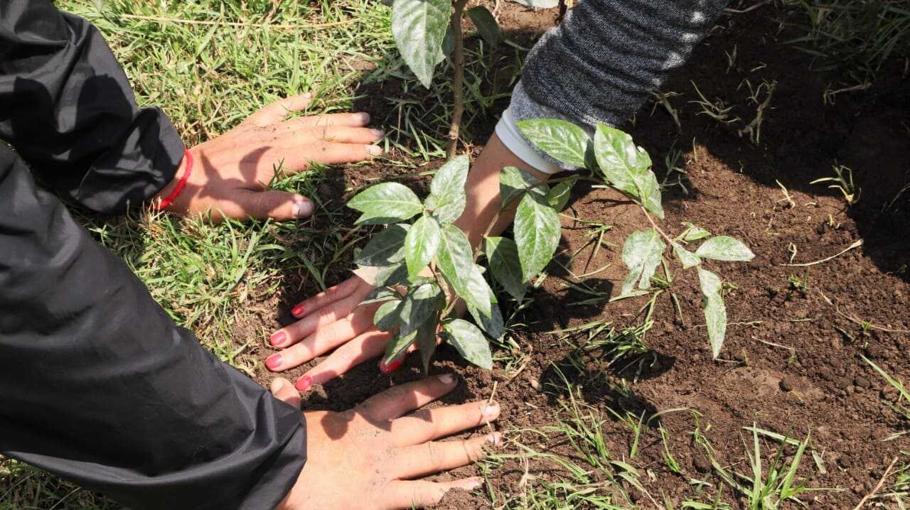 Personas plantan árboles