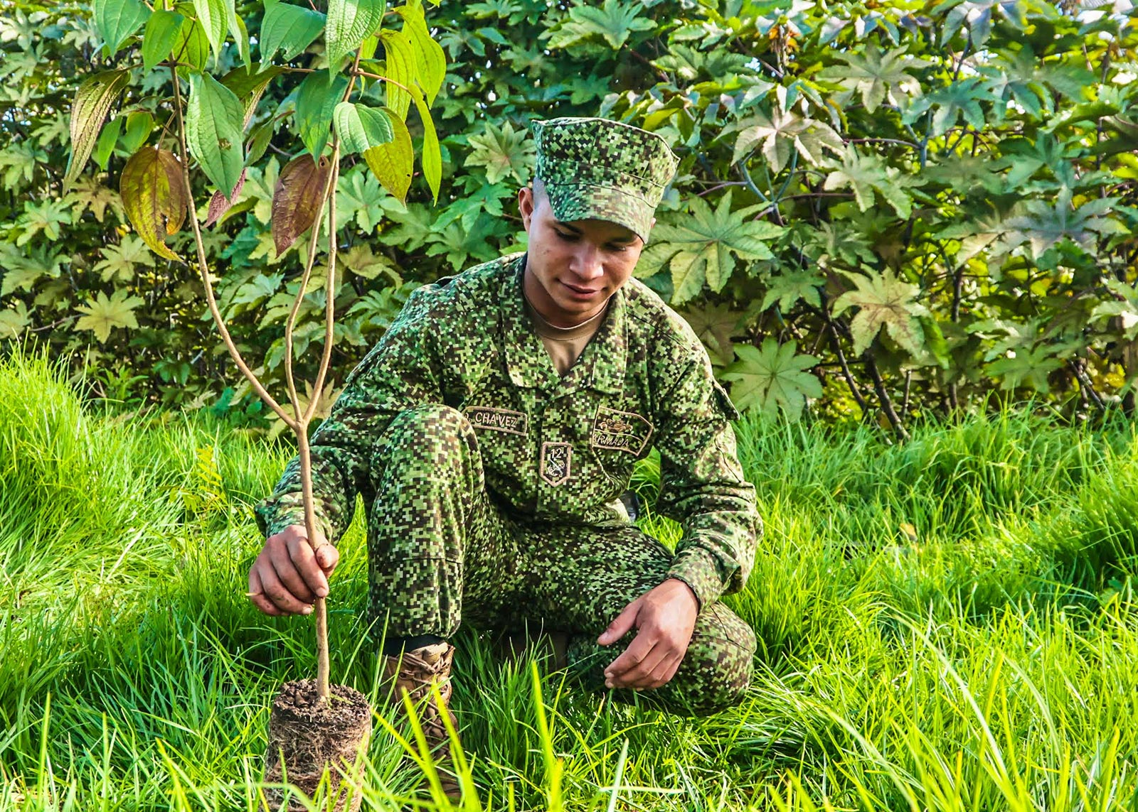 Plantación Juan Amarillo 