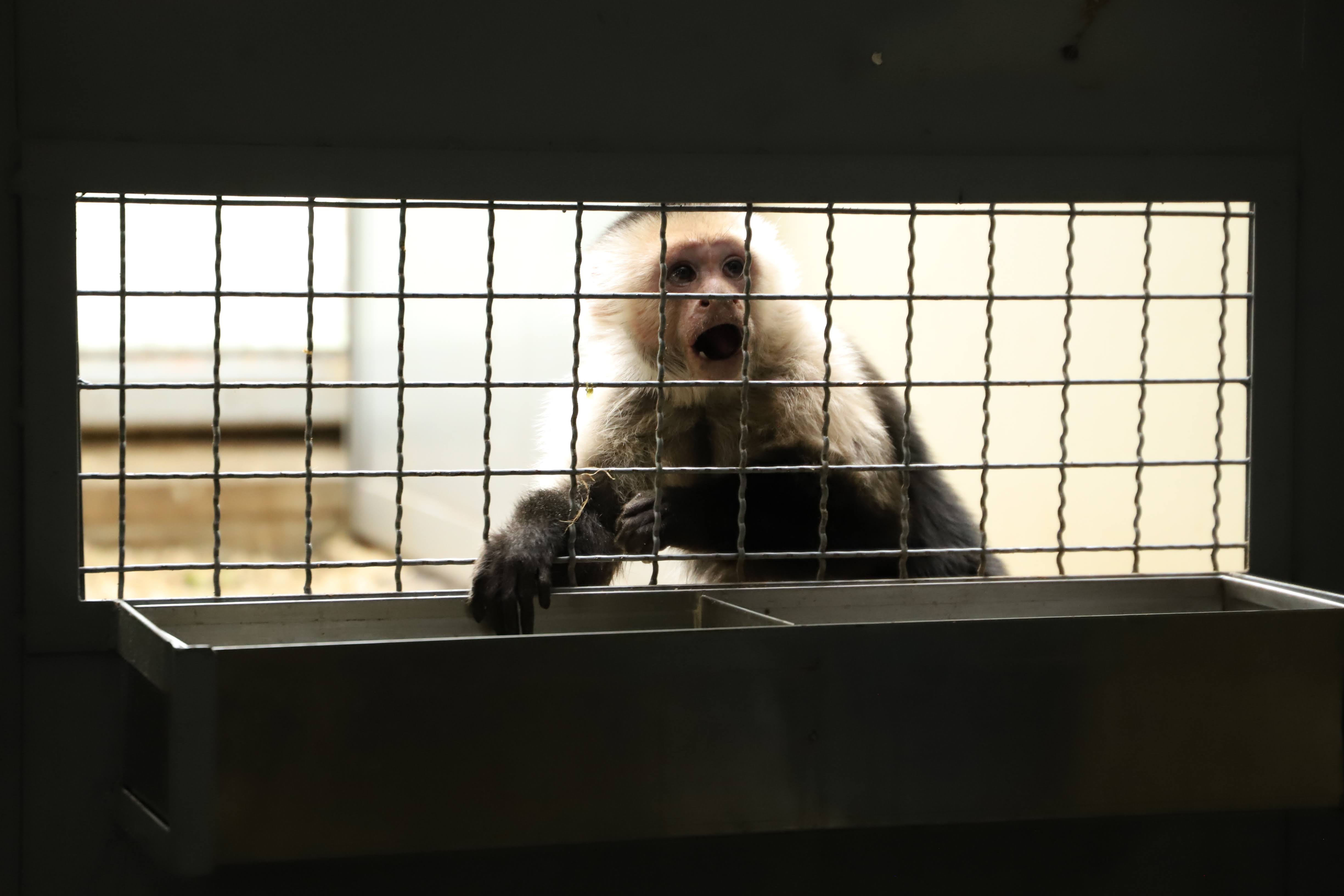 Foto: mono maicero víctima del tráfico ilegal.