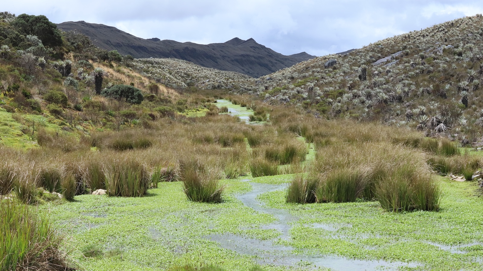 Páramo de Sumapaz