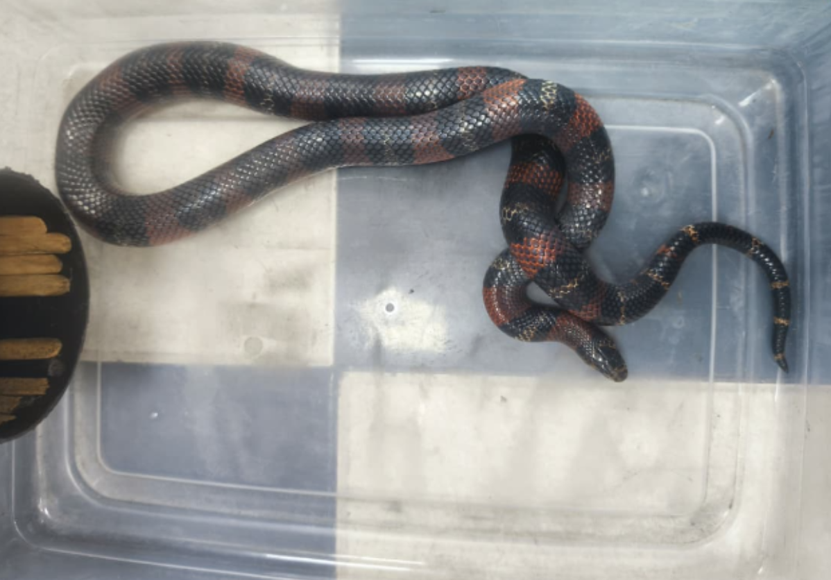 Serpiente. Falsa Coral