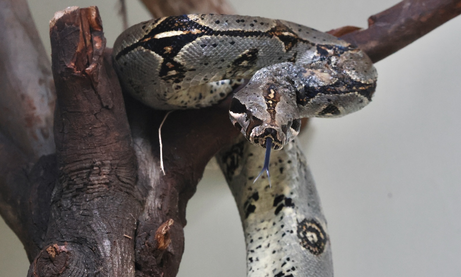 Serpiente Boa