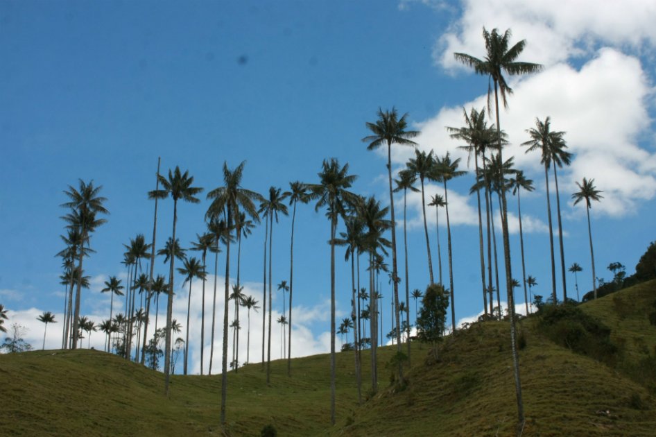 Reconcíliate con la Naturaleza, campaña para proteger flora y fauna en Semana Santa